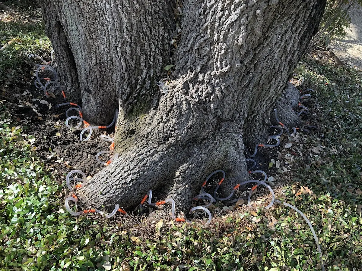 Detailed Tree Cabling and Bracing job site in Baltimore
