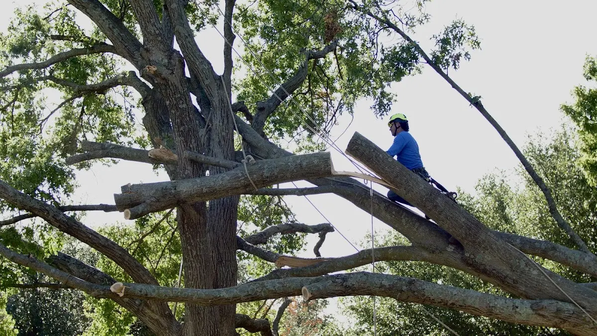 Professional Crown Thinning performed by certified arborists in Baltimore