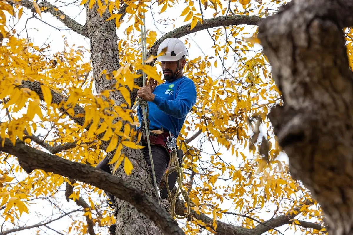 Skilled Tree Planing crew working in Baltimore