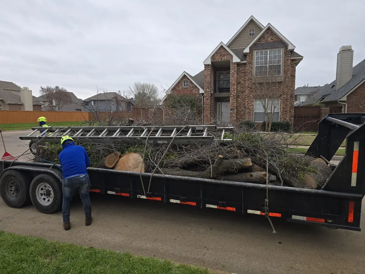 Expert Tree Pest Control with proper safety equipment in Baltimore